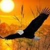 Eagle yellow